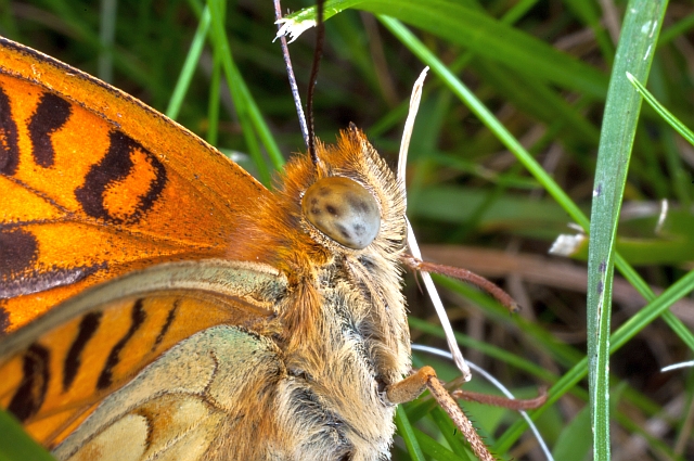 Argynnis adippe